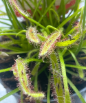 Drosera capensis ze złapanymi owadami