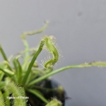 Liść drosera capensis alba.jpg