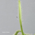 lepki liść rosiczki capensis alba.jpg
