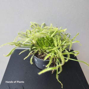 Drosera rosiczka capensis alba