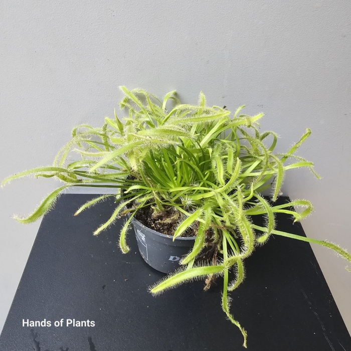 Drosera capensis alba jedna z sadzonek.jpg