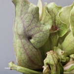 Sarracenia purpurea montana omszony liść.jpg