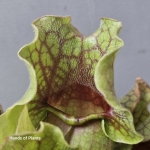 Sarracenia purpurea montana owadożerna pułapka.jpg