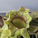 Sarracenia purpurea montana pułapka z włoskami.jpg