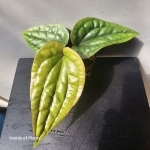 Anthurium radicans x luxurians sadzonka.jpg