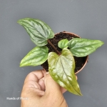 Liście anthurium Gigi luxurians.jpg