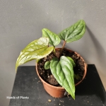 Kolekcjonerska hybryda anthurium.jpg