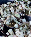 Ceropegia woodii - S