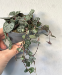 Ceropegia woodii - S