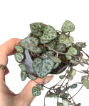 Ceropegia woodii - S