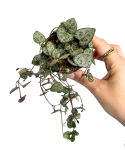 Ceropegia woodii - S