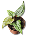 Anthurium nigrolaminum gigi x luxurians