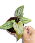 Anthurium nigrolaminum gigi x luxurians
