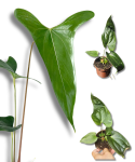 Anthurium sp. Napo