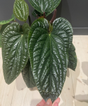 Anthurium radicans x luxurians dorosła roślina