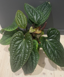 Anthurium radicans x luxurians dorosła roślina