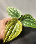 Anthurium radicans x luxurians