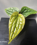 Anthurium radicans x luxurians