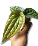 Anthurium radicans x luxurians