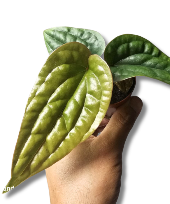 Anthurium radicans x luxurians