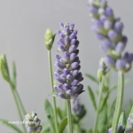 Lavandula angustifolia kwiaty