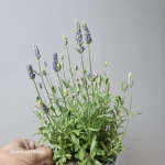 Lawenda Hidcote Blue w doniczce