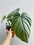 Philodendron Colombia w doniczce