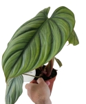 Philodendron Colombia zjawiskowy liść