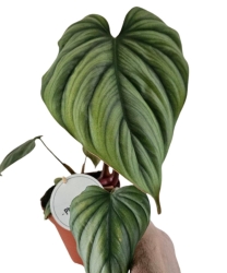 Philodendron sp. Colombia