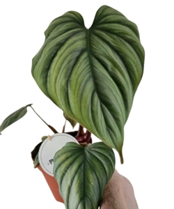 Philodendron Colombia (1)