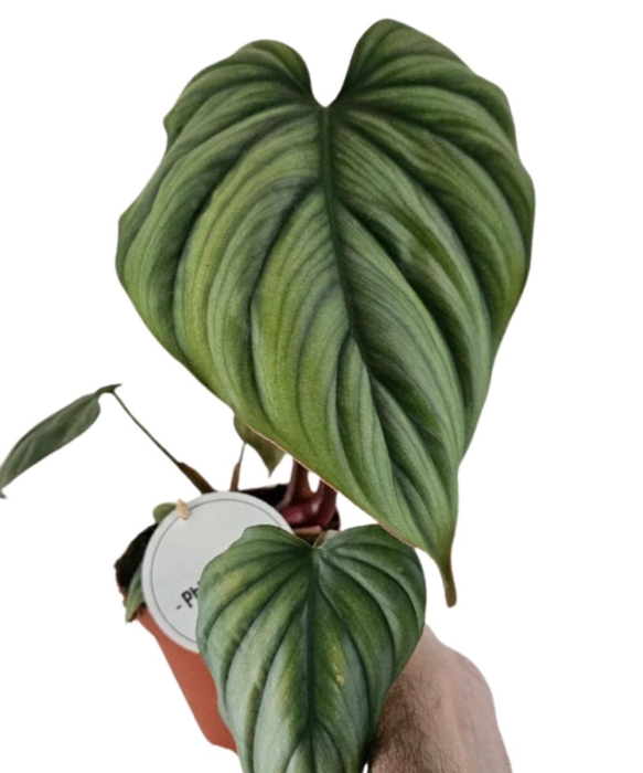 Philodendron Colombia jedna z roślin