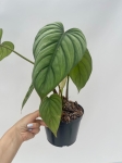 Philodendron sp. Colombia ciemnozielone liście