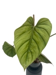 Philodendron Colombia liść