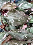 Marmurkowy liść philodendrona Pink Princess Marble.jpg