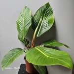 philodendron geniculatum.jpg