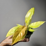 złocisty filodendron golden croc.jpg