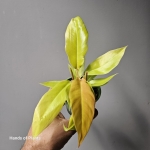 philodendron golden croc liście z bliska.jpg