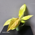 sadzonka philodendron golden crocodile.jpg
