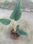 Philodendron Serpens jedna z roślin