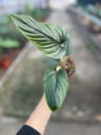 Philodendron Serpens liść