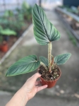 Philodendron Serpens sadzonka