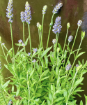 Lawenda Lavandula angustifolia Hidcote Blue