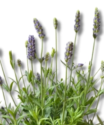 Lawenda Lavandula angustifolia Hidcote Blue