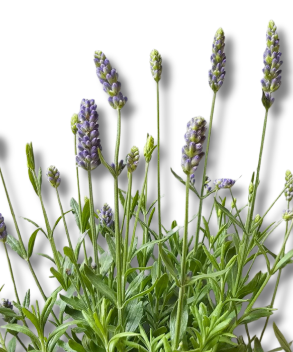 Lawenda Lavandula angustifolia Hidcote Blue