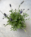 Lawenda Lavandula angustifolia Hidcote Blue