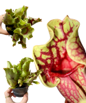 Sarracenia purpurea var. montana