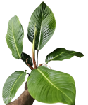 Rozeta liści philodendrona geniculatum