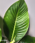 Philodendron geniculatum żyłkowane liście