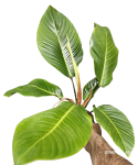 Philodendron geniculatum