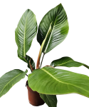 Philodendron geniculatum